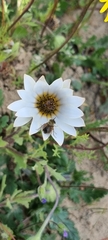 Osteospermum