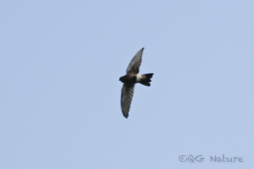 Himalayan Swiftlet (Aerodramus brevirostris), photo 9