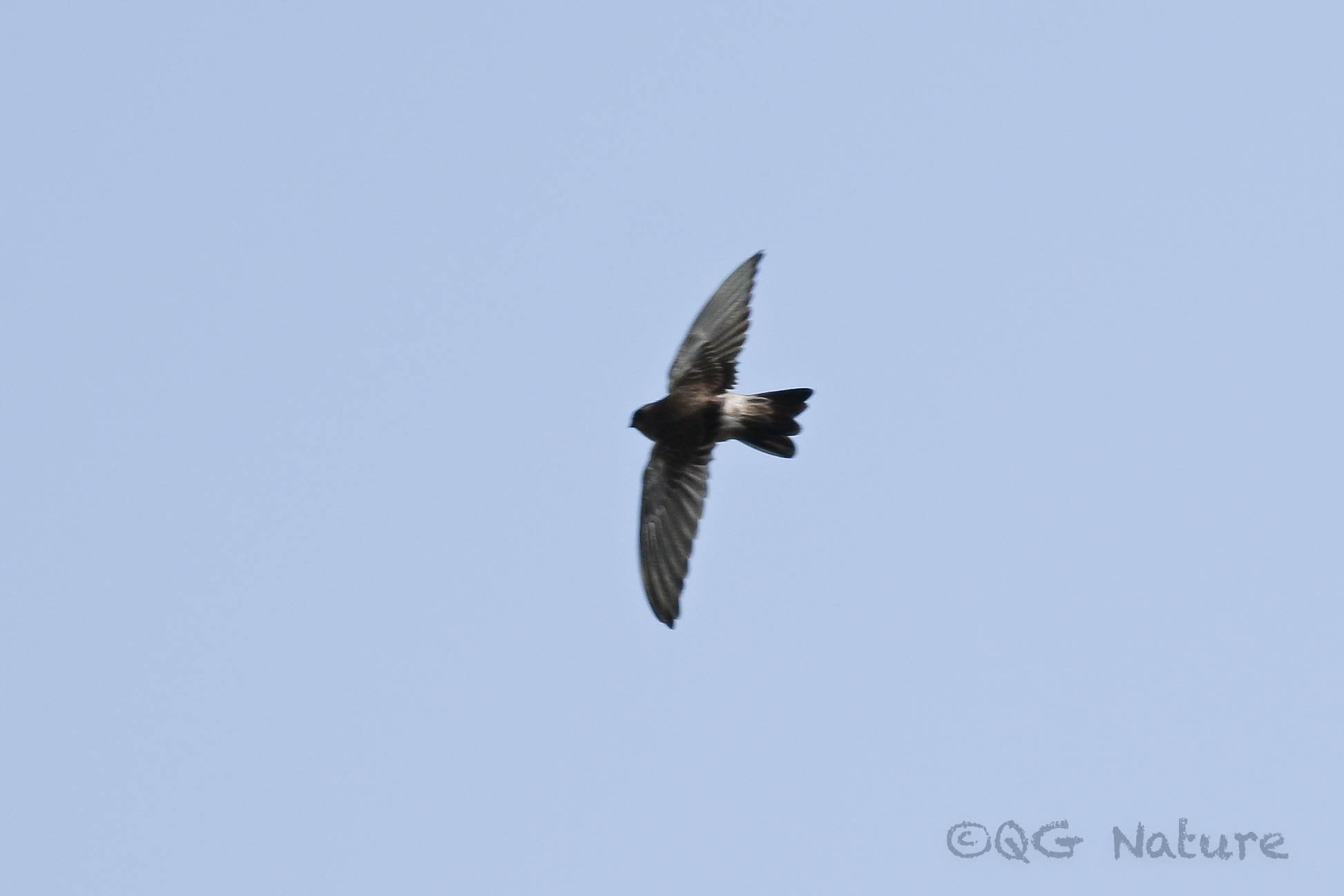 Himalayan Swiftlet