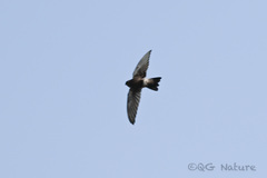 Aerodramus brevirostris