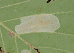 Phyllonorycter aeriferella