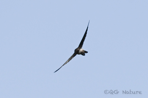 Himalayan Swiftlet (Aerodramus brevirostris), photo 7