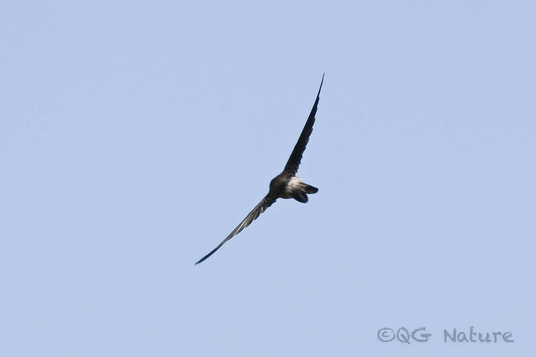 Himalayan Swiftlet