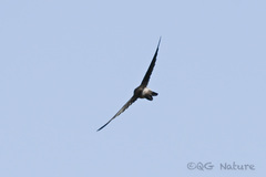 Aerodramus brevirostris