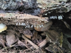 Arcyria cinerea