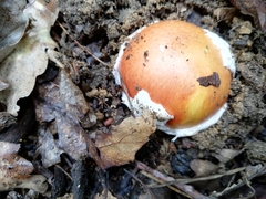 Amanita caesarea