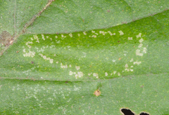 Phyllonorycter aeriferella