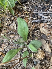 Rudbeckia hirta