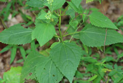 Ageratina