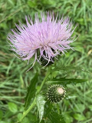 Cirsium altissimum
