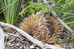 Tachyglossus aculeatus multiaculeatus