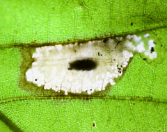 Phyllonorycter aeriferella