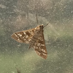 Epipagis fenestralis