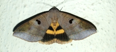 Thyas coronata
