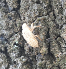 Cicada orni