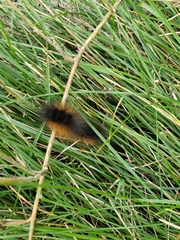Pyrrharctia isabella
