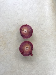Amphibolips quercusjuglans