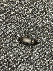 Carabidae