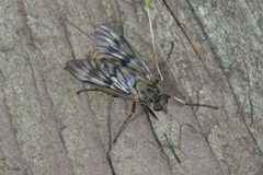 Rhagio mystaceus