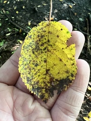 Betula alleghaniensis