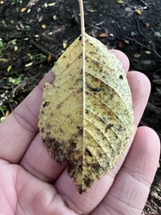 Betula alleghaniensis