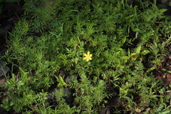 Hypoxis hirsuta