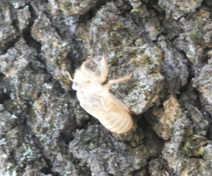 Cicada orni