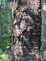 Betula alleghaniensis