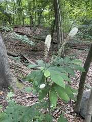 Actaea racemosa