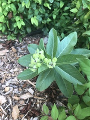 Asclepias viridis