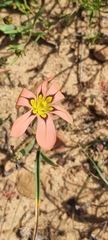 Moraea vallisbelli