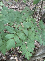 Actaea racemosa
