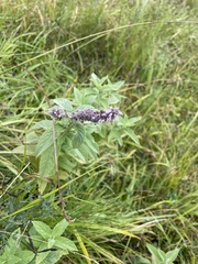 Mentha longifolia