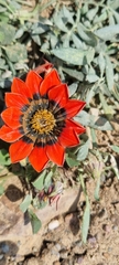 Gazania rigida