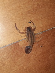 Tityus carrilloi
