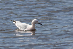 Chroicocephalus genei