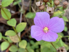 Rhexia nuttallii