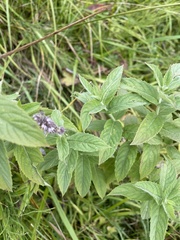 Mentha longifolia