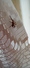 Philodromidae