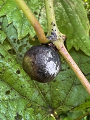 Ampelomyia vitispomum