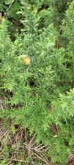 Ulex europaeus