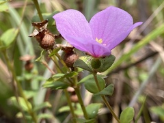 Rhexia nuttallii