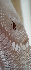 Philodromidae