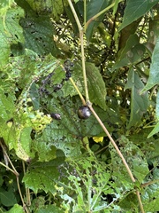 Ampelomyia vitispomum