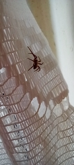 Philodromidae