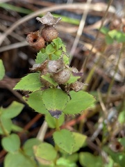 Rhexia nuttallii