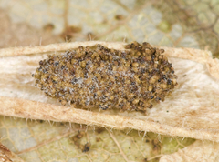 Phyllonorycter aeriferella