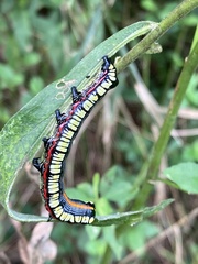 Cucullia convexipennis