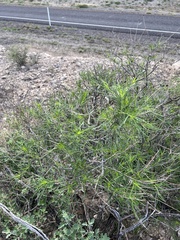 Sidneya tenuifolia