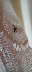 Philodromidae